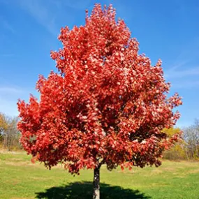 Acer r Brandywine #15