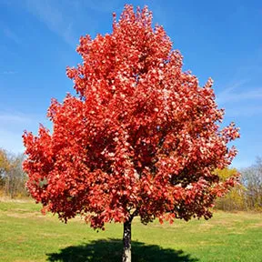 Acer r Brandywine #15