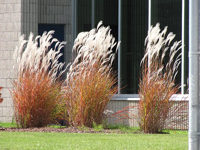 Miscanthus sinensis 'Purpurascens' (Flame Grass)